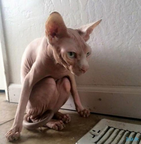 600x612, 163 Kb / сфинкс