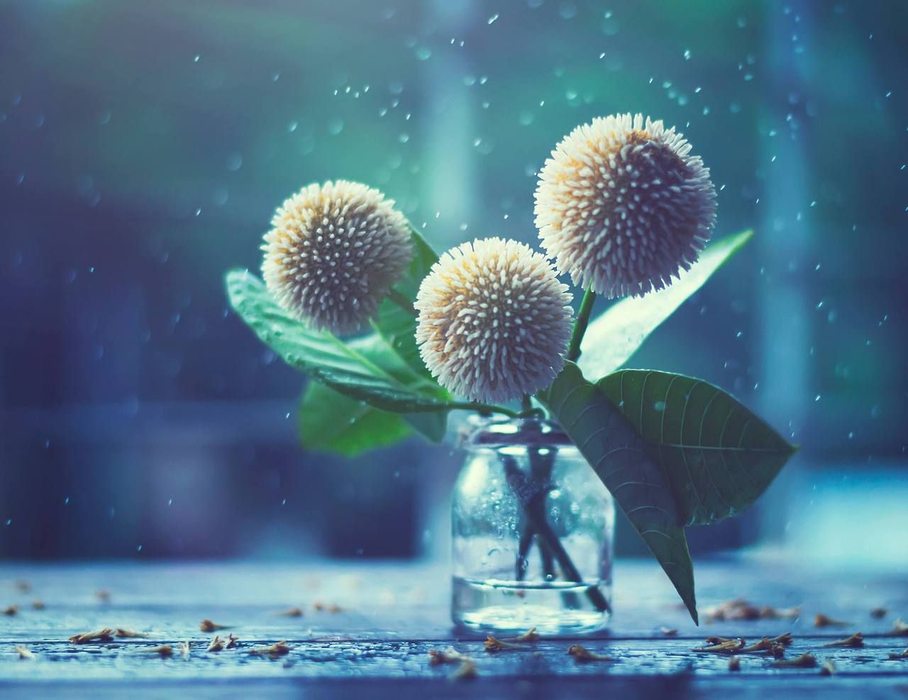 1280x987, 106 Kb / натюрморт, цветы, банка, вода