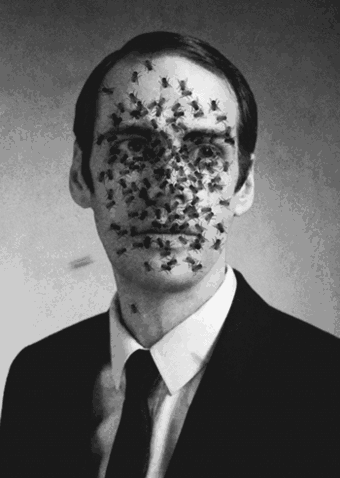 340x478, 537 Kb / фото, муха, gif