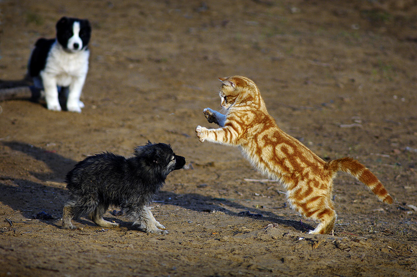 850x565, 195 Kb / кошка, собаки, игра