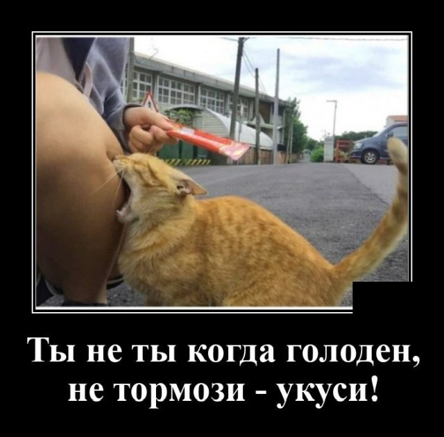 640x630, 53 Kb / нога, кот, кусь