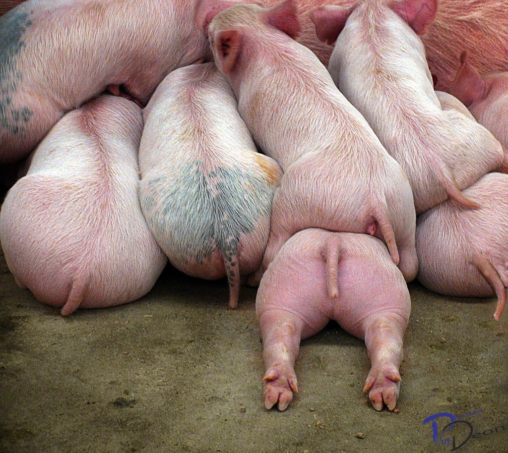 1024x914, 194 Kb / попа, свинья, поросенок, хвост