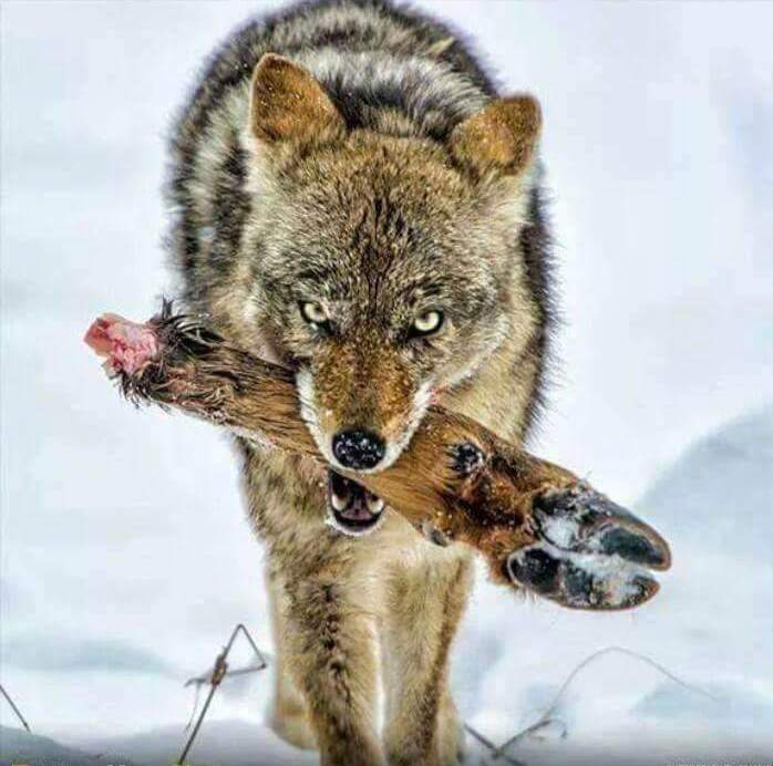 698x692, 52 Kb / волк, нога, копыто