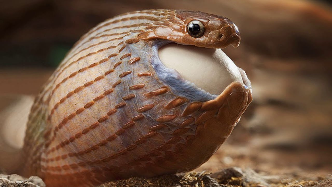 1280x720, 117 Kb / змея, кобра, яйцо