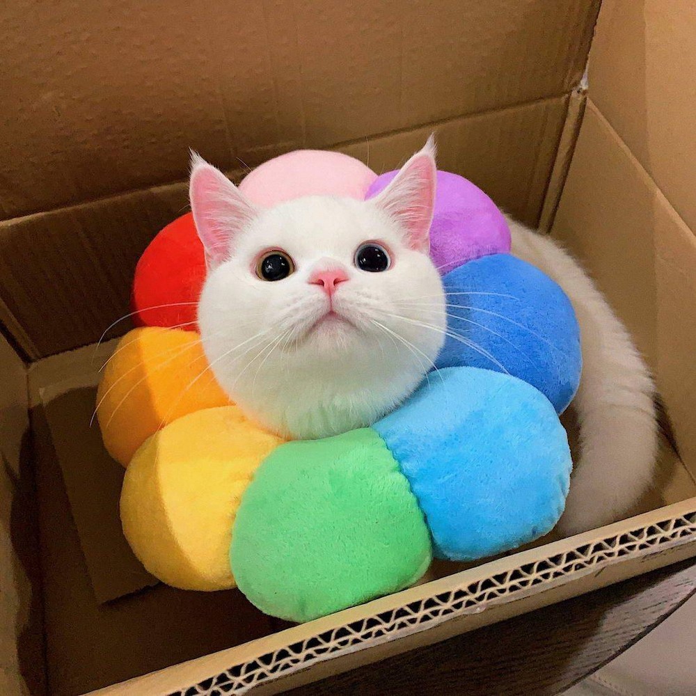 1000x1000, 492 Kb / кот, радуга, коробка