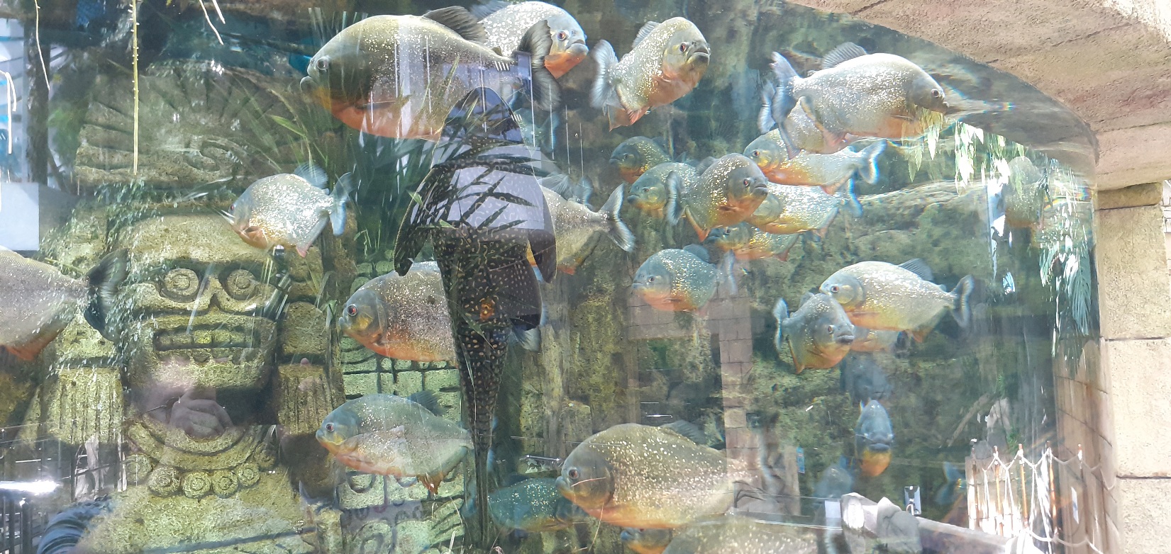 1651x782, 571 Kb / Пираньи, рыбы, статуя, екатеринбург, океанариум