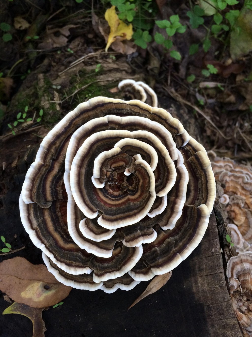 1024x1365, 291 Kb / гриб