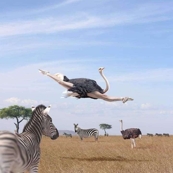 720x720, 40 Kb / Пуанты, страус, зебра, прыжок