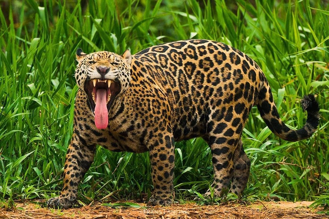 1080x719, 214 Kb / ягуар