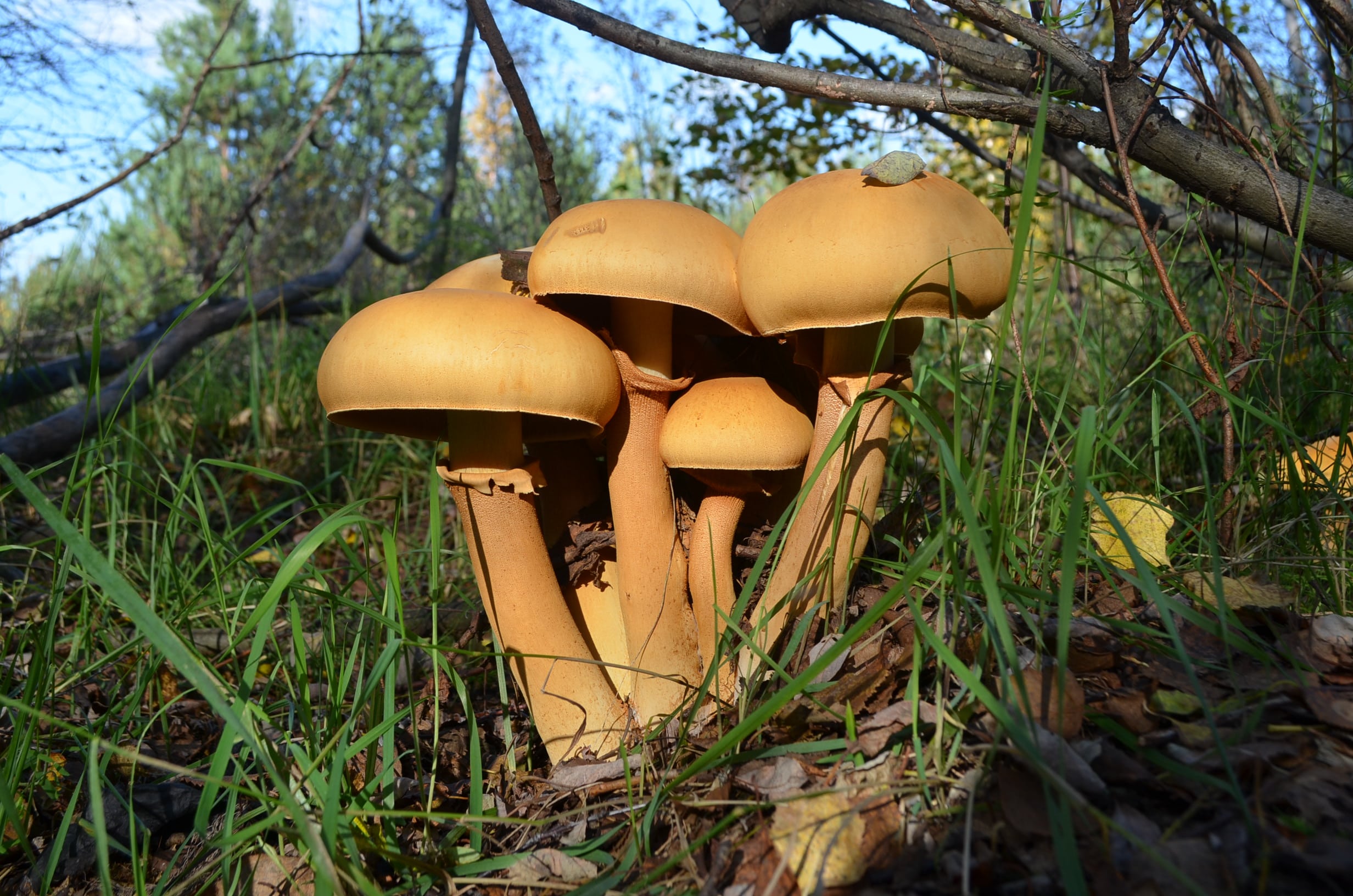 2464x1632, 583 Kb / грибы, Феолепиота