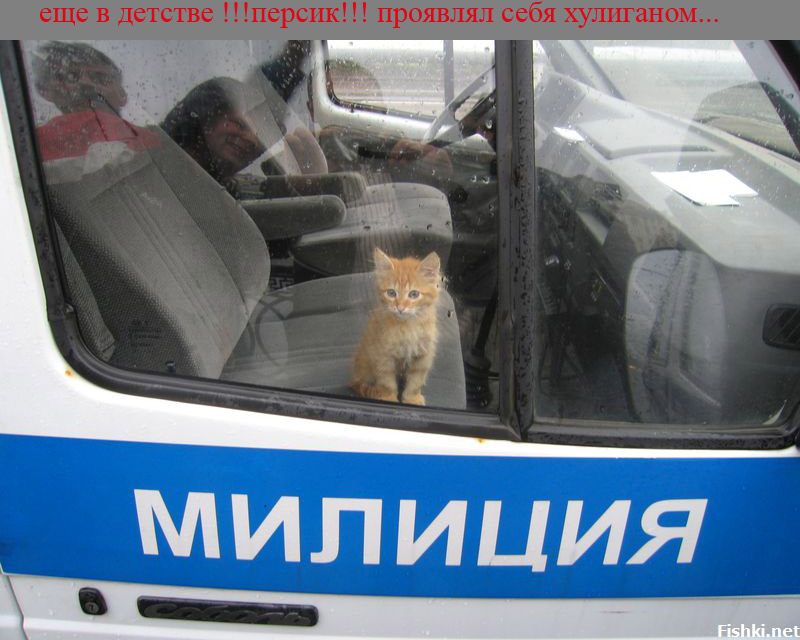800x640, 106 Kb / котёнок, милиция
