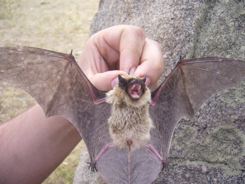 800x600, 105 Kb / летучая, мышь, мышьё, рука