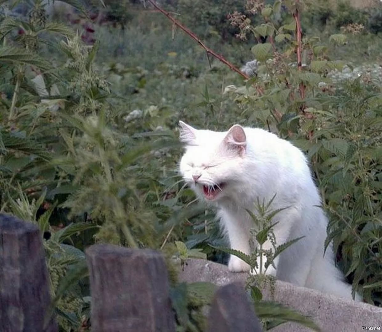 1241x1080, 172 Kb / кошка, крапива, забор, киска