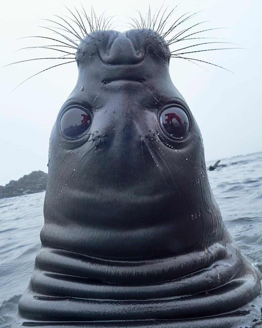 1016x1270, 141 Kb / голова, глаза, усы, тюлень