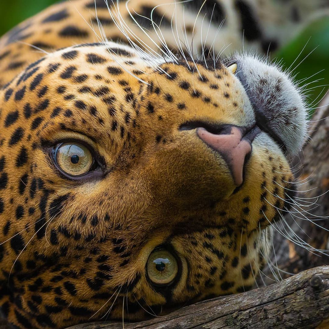 1080x1080, 282 Kb / леопард, глаза, морда, усы