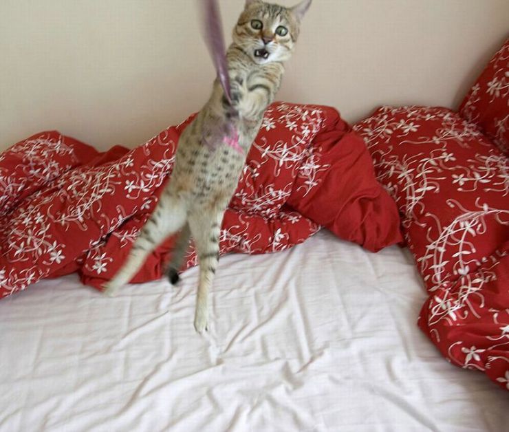 740x628, 72 Kb / кот, каскадёр