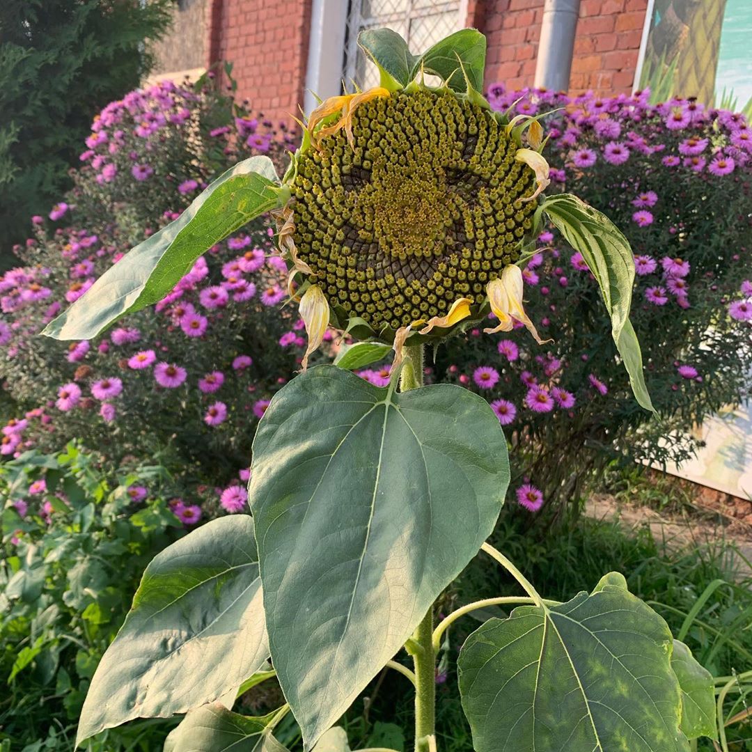 1080x1080, 263 Kb / Подсолнух, смайлик