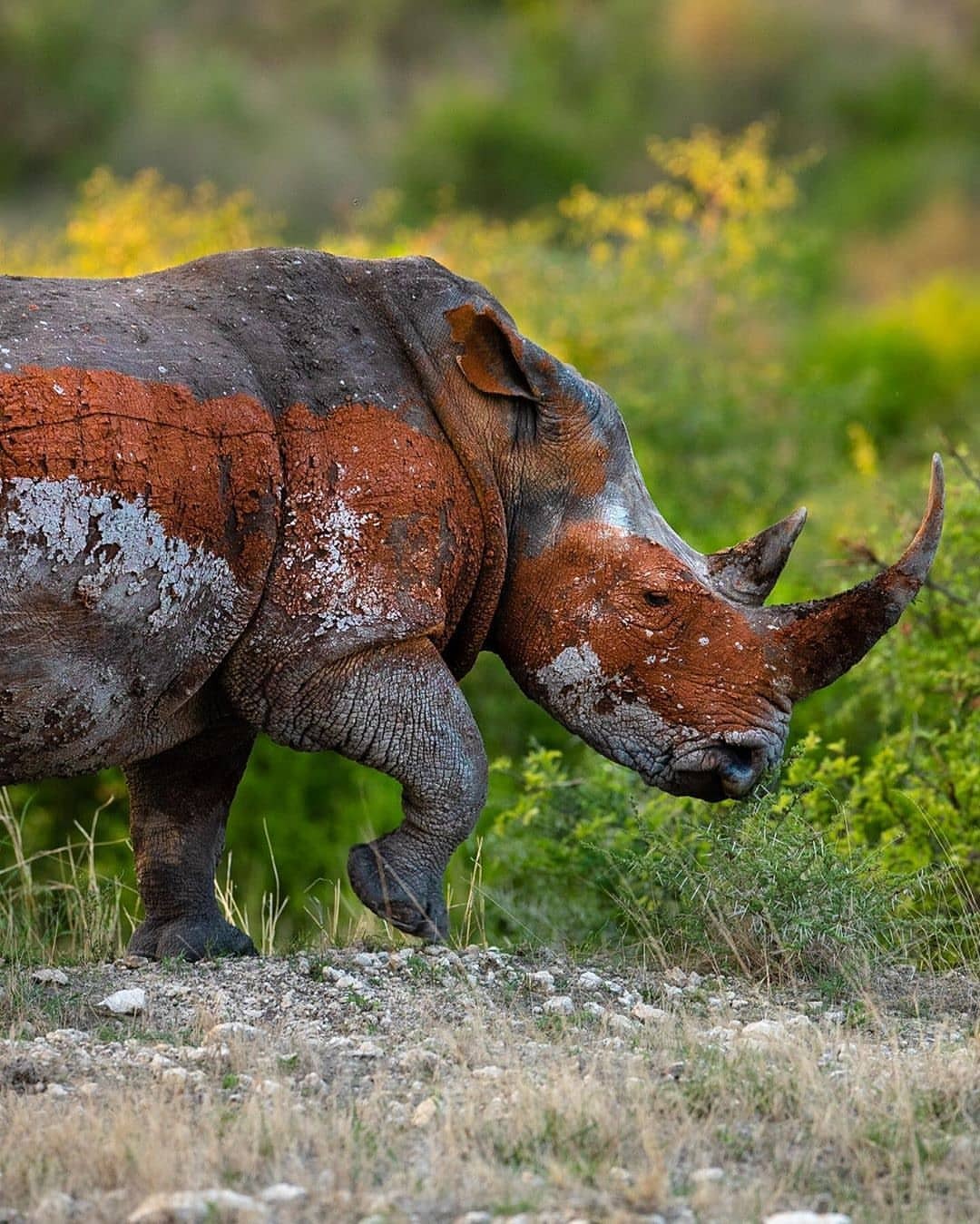 1080x1349, 273 Kb / носорог