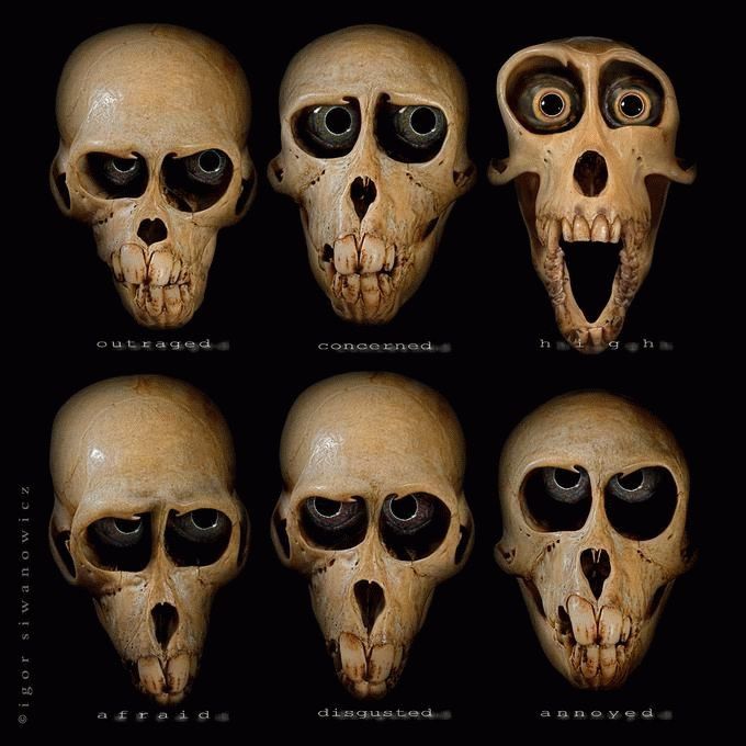 680x680, 62 Kb / черепа