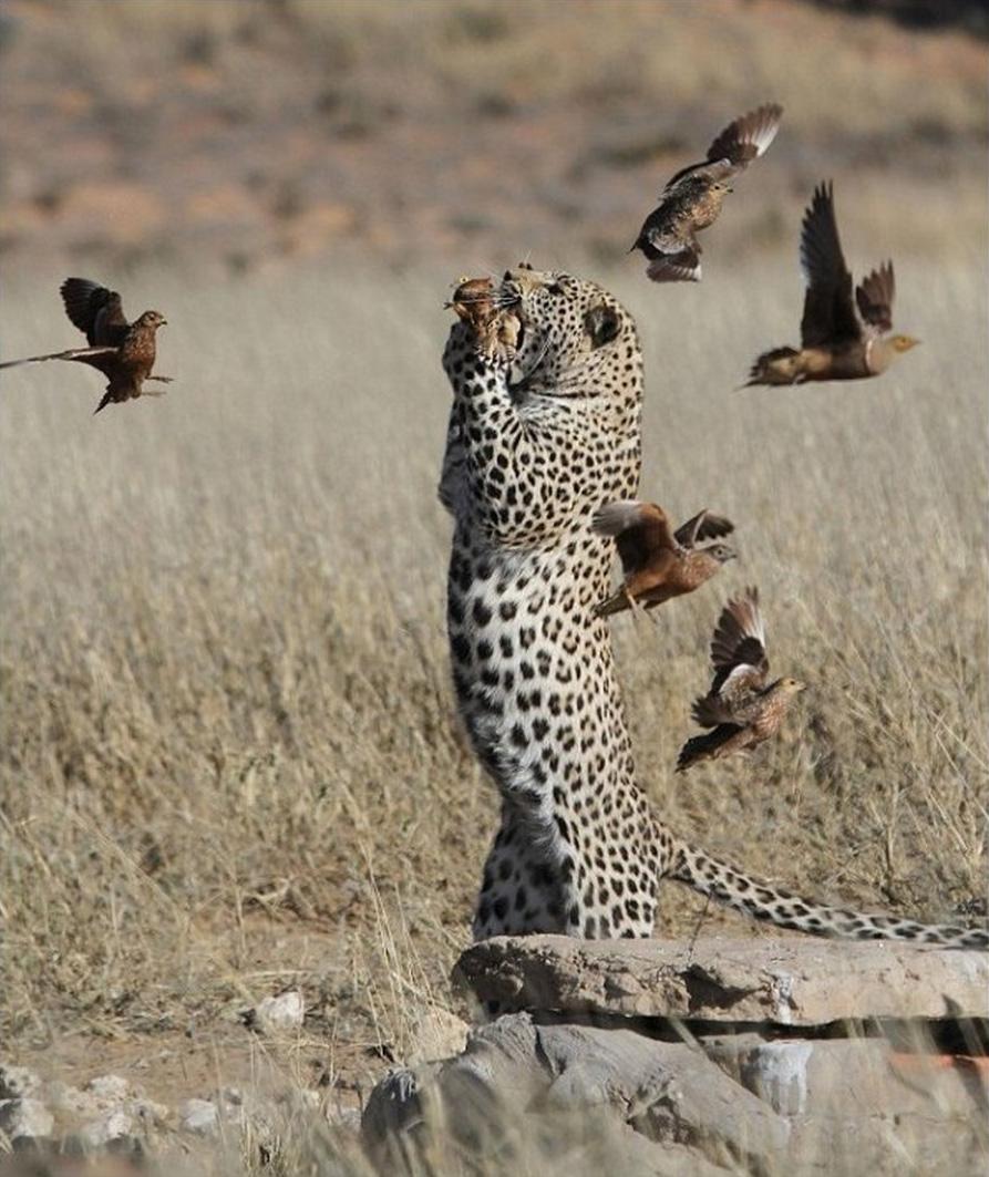 893x1063, 126 Kb / леопард, охота, птица, рябчик, рябчиков жуй