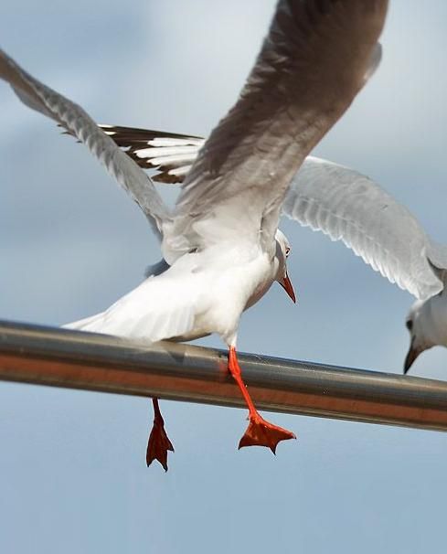 489x606, 25 Kb / птица, чайка