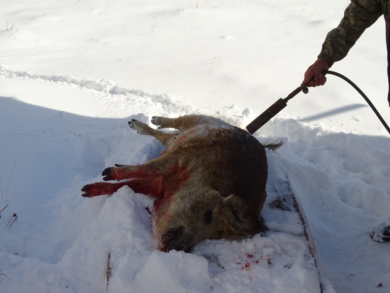 1280x960, 193 Kb / Интервью, кабан, блогер