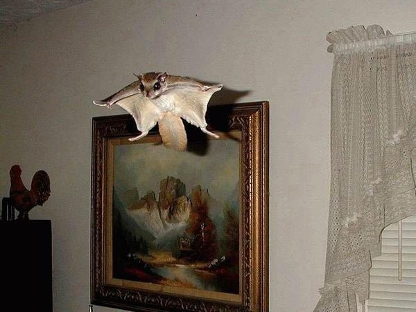 600x451, 66 Kb / белка-летяга