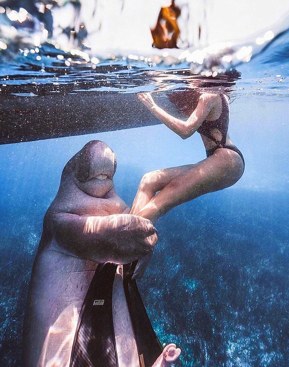 968x1228, 406 Kb / под водой, ласты, ламантин