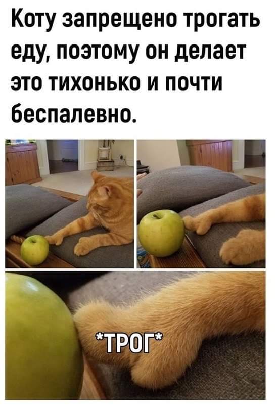 548x807, 45 Kb / Кот, яблоко, рыжий, тыц