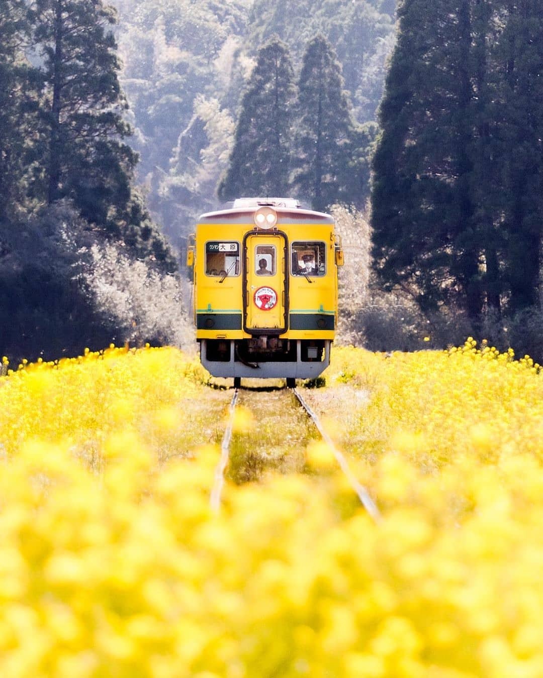 1080x1350, 204 Kb / желтый, вагон, поезд, поле, лес