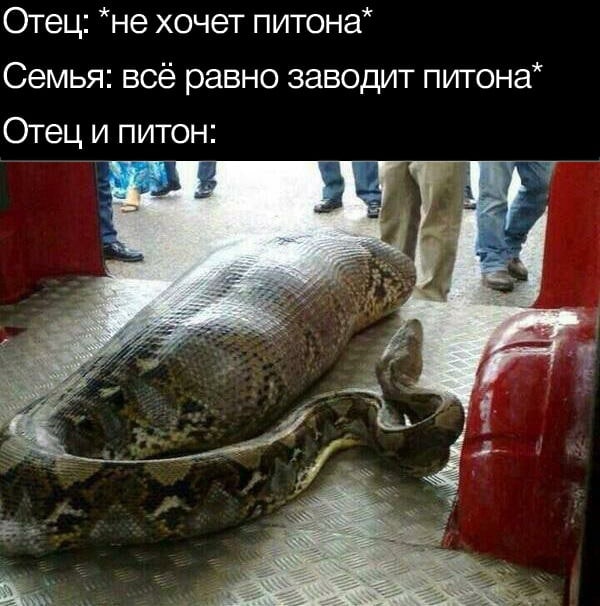 600x606, 84 Kb / отец, питон