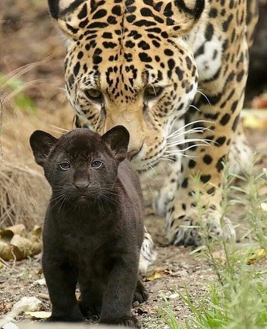 926x1143, 182 Kb / пантера