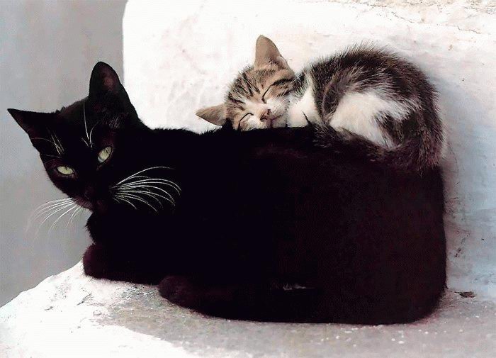 700x505, 52 Kb / кошки