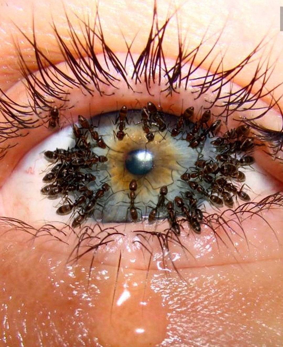 1079x1323, 199 Kb / глаз, слеза, муравьи