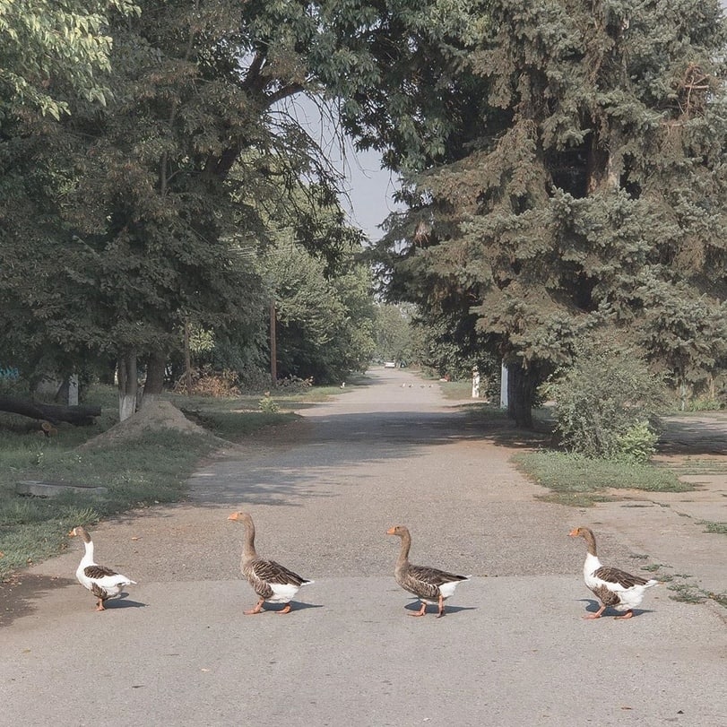 811x811, 200 Kb / гуси, дорога, битлз, Abbey road, the beatles