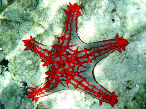 512x384, 55 Kb / морская звезда