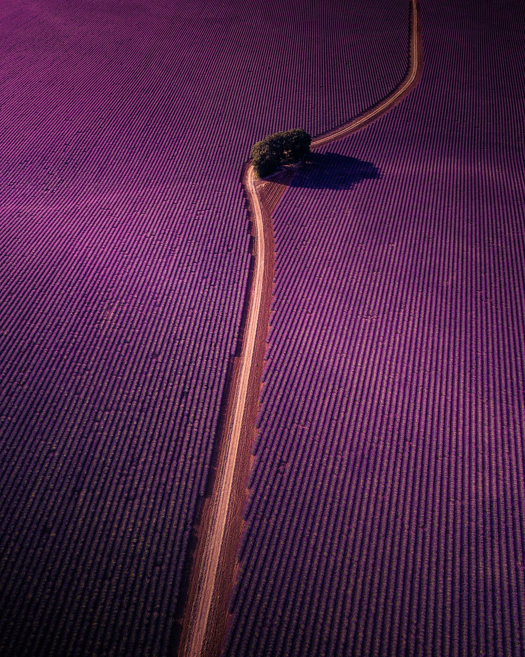 1080x1350, 606 Kb / поле, дорога, дерево, цветы, фиолетовый