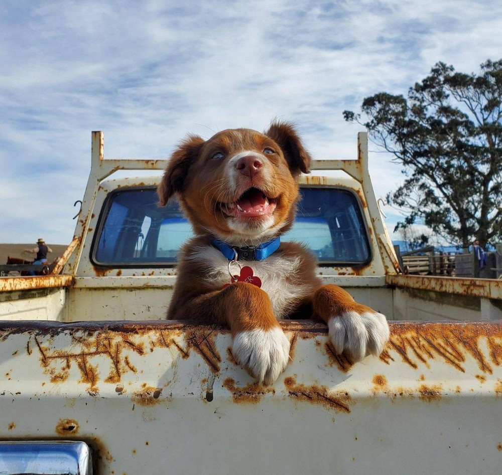 1000x947, 242 Kb / щенок, пикап, ржавчина