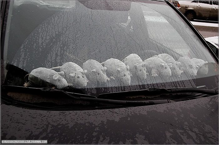 700x465, 79 Kb / мыши, авто