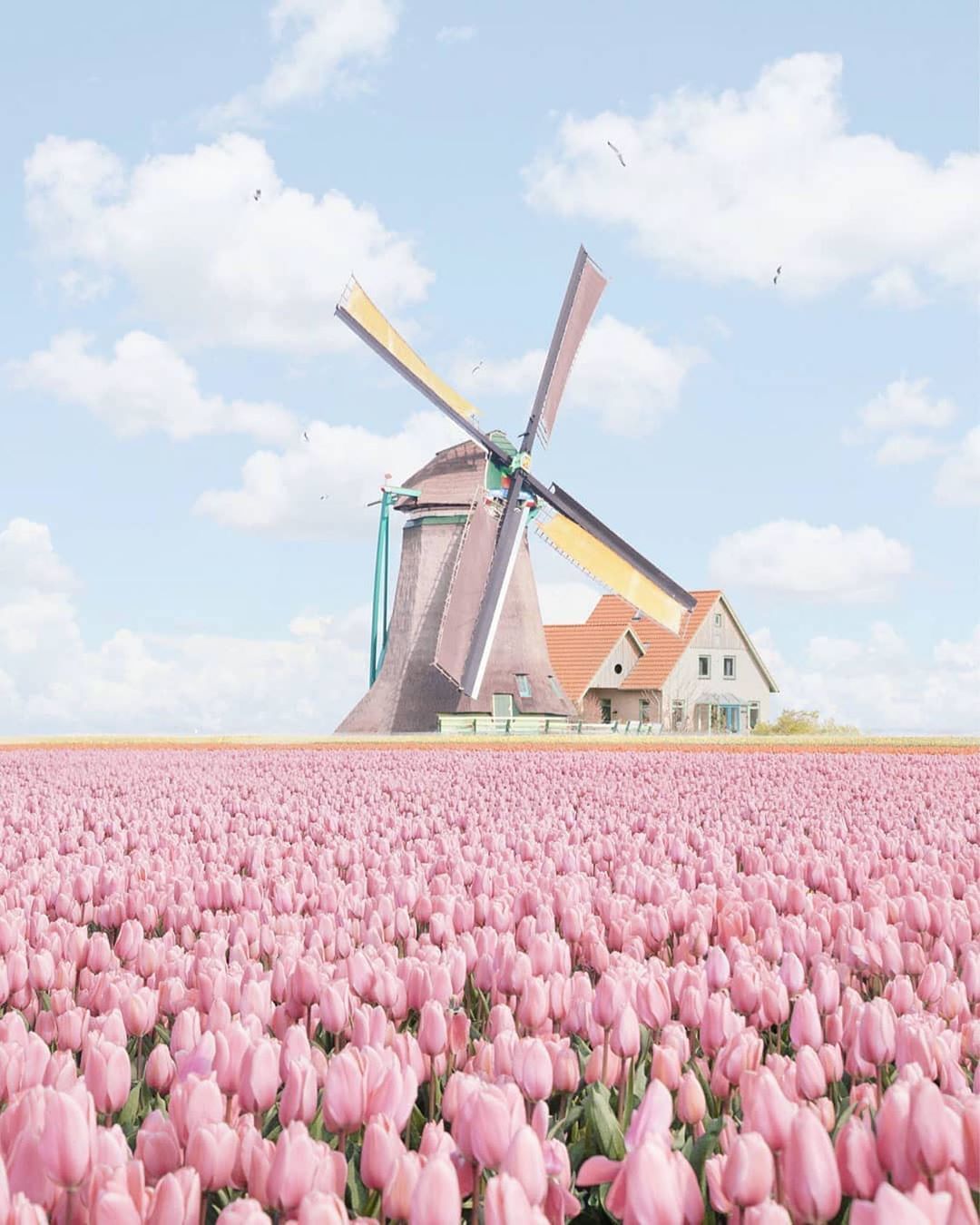 1080x1350, 157 Kb / Мельница, тюльпаны