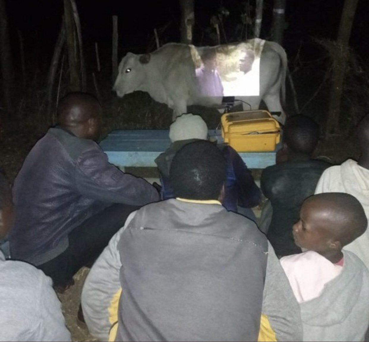 1242x1152, 114 Kb / кино, проектор, корова, белый, негры