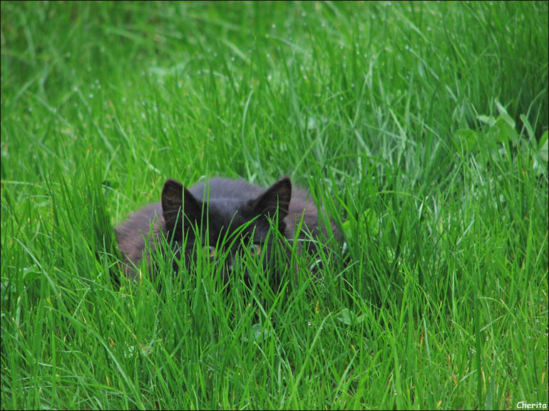 770x577, 181 Kb / кот, трава