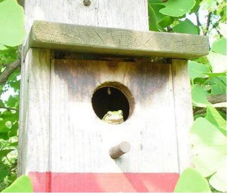 468x398, 29 Kb / скворечник, лягушка