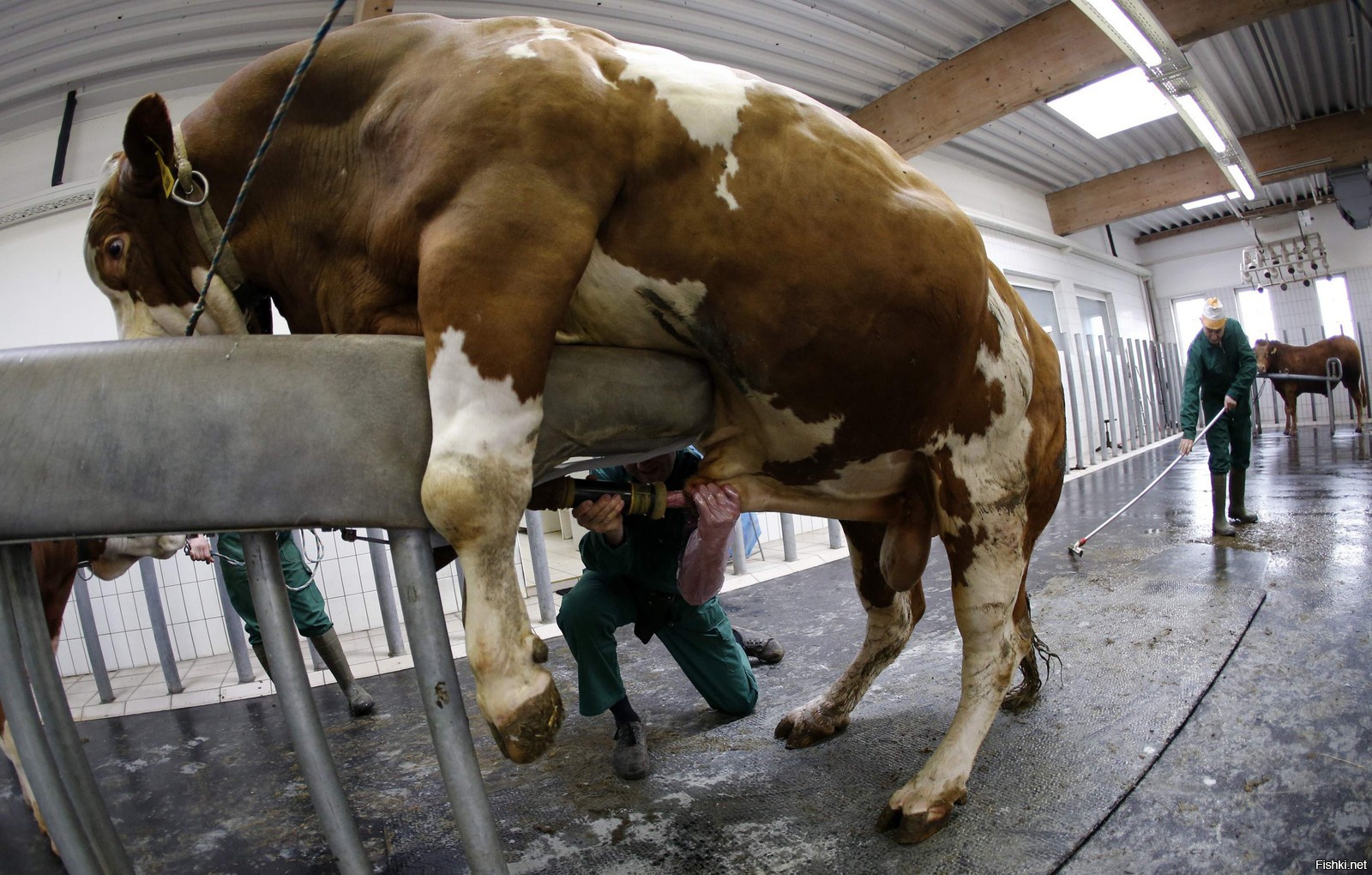 1600x1020, 567 Kb / бык, взятие спермы, подрочили