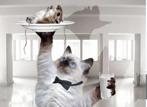 500x366, 22 Kb / кот, мышь, официант