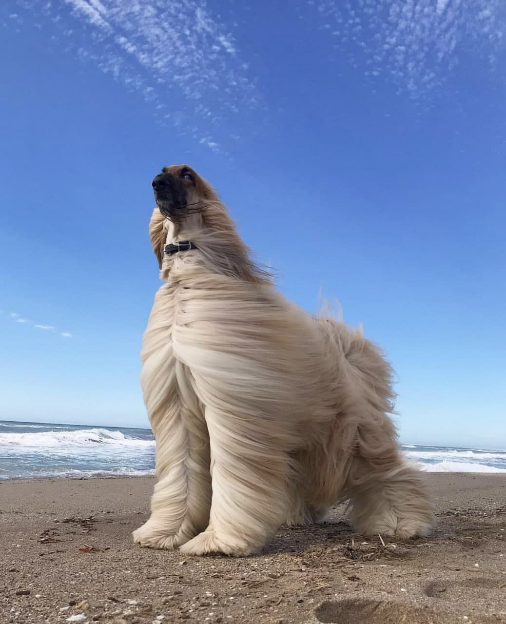 1038x1280, 129 Kb / Собака, шерсть, ветер, море