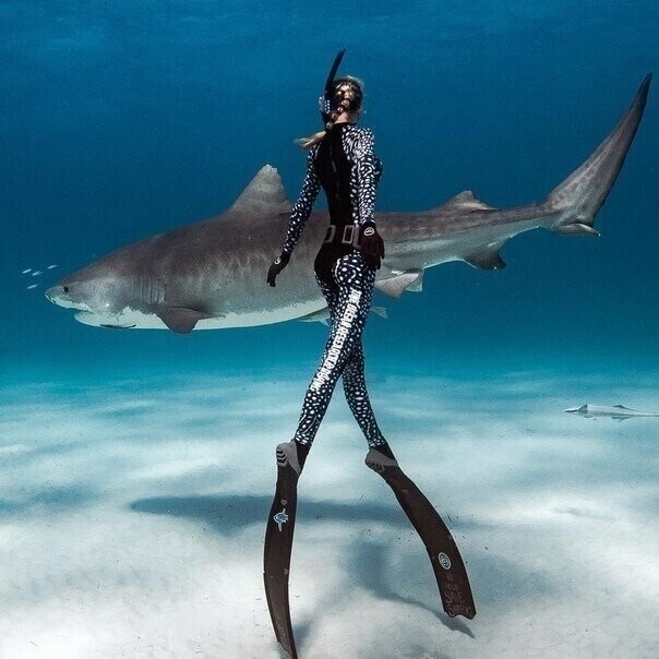 604x604, 167 Kb / акула, дайвер, ласты, костюм