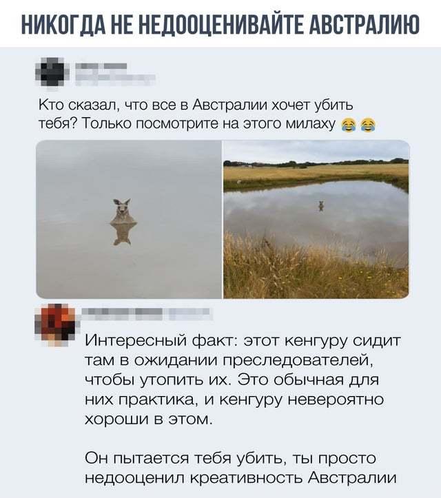 640x723, 59 Kb / Австралия, кенгуру, вода, лужа, озеро, убийство