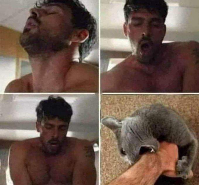 680x632, 35 Kb / Мужик, порно, кот, царапины