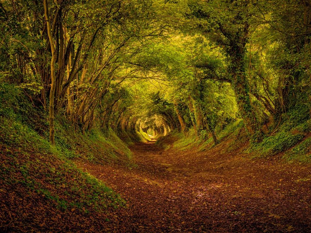 1024x768, 230 Kb / лес, осень, деревья, листья, тропа